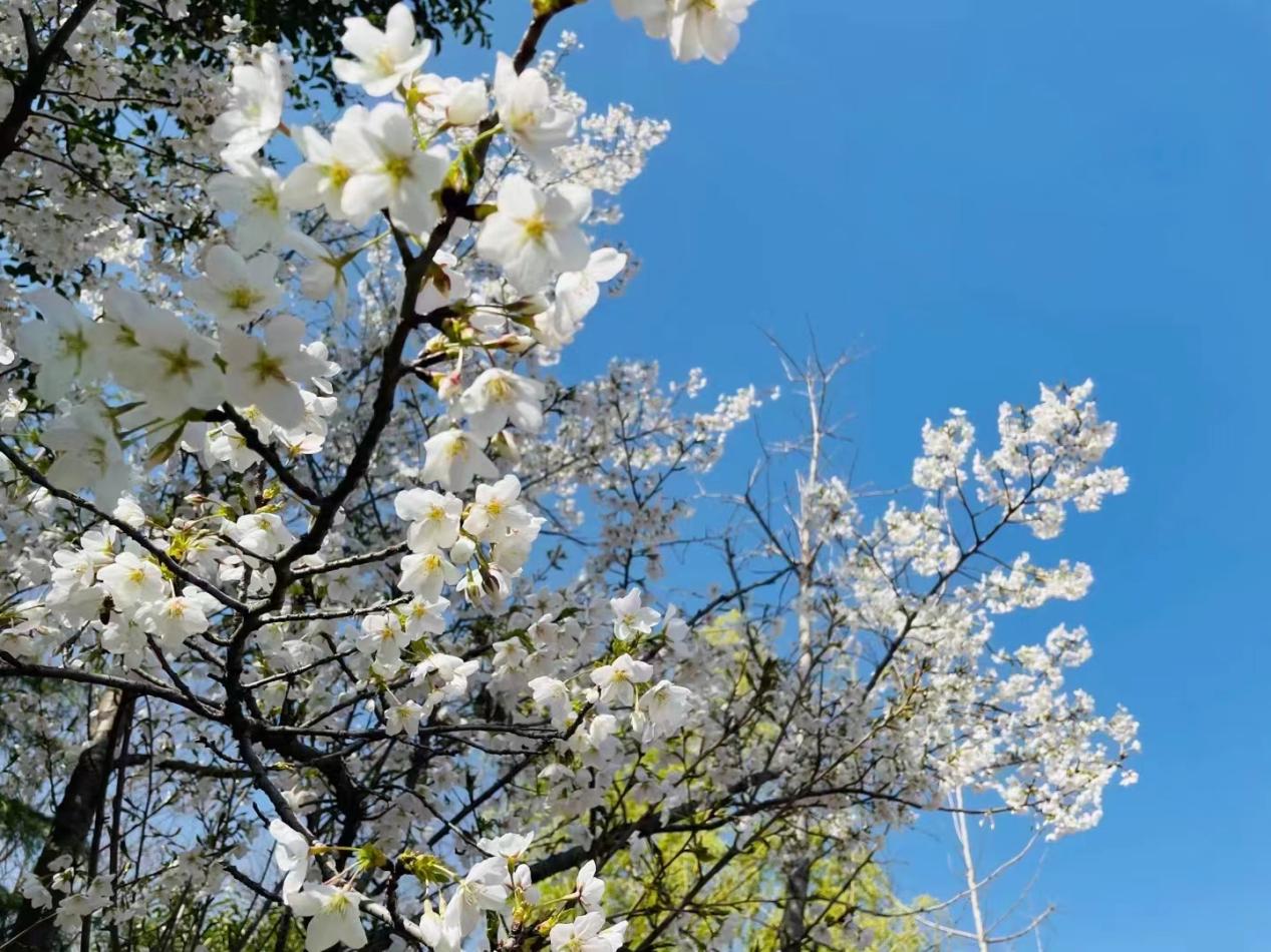 春風(fēng)