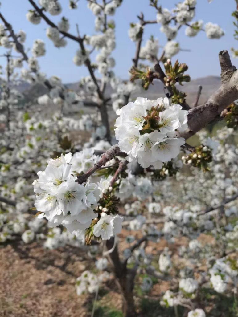 花開(kāi)春意濃——盛開(kāi)的櫻桃花